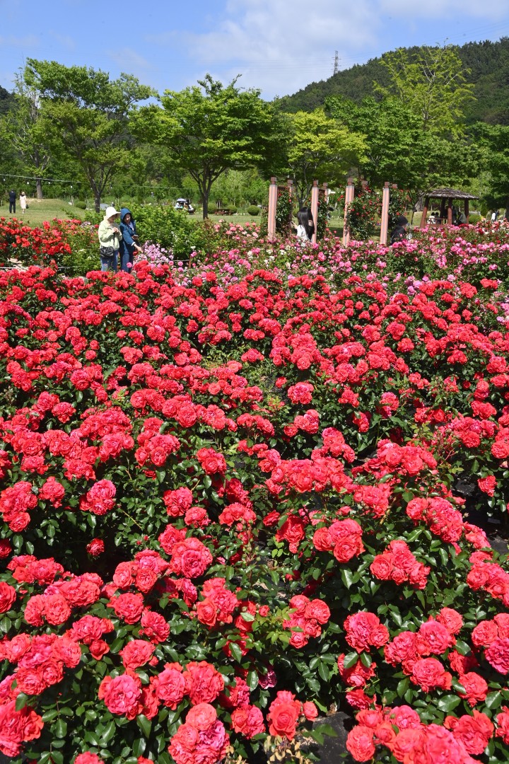 해운대수목원 장미원 스케치 21