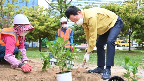 수국 군락지 조성공사