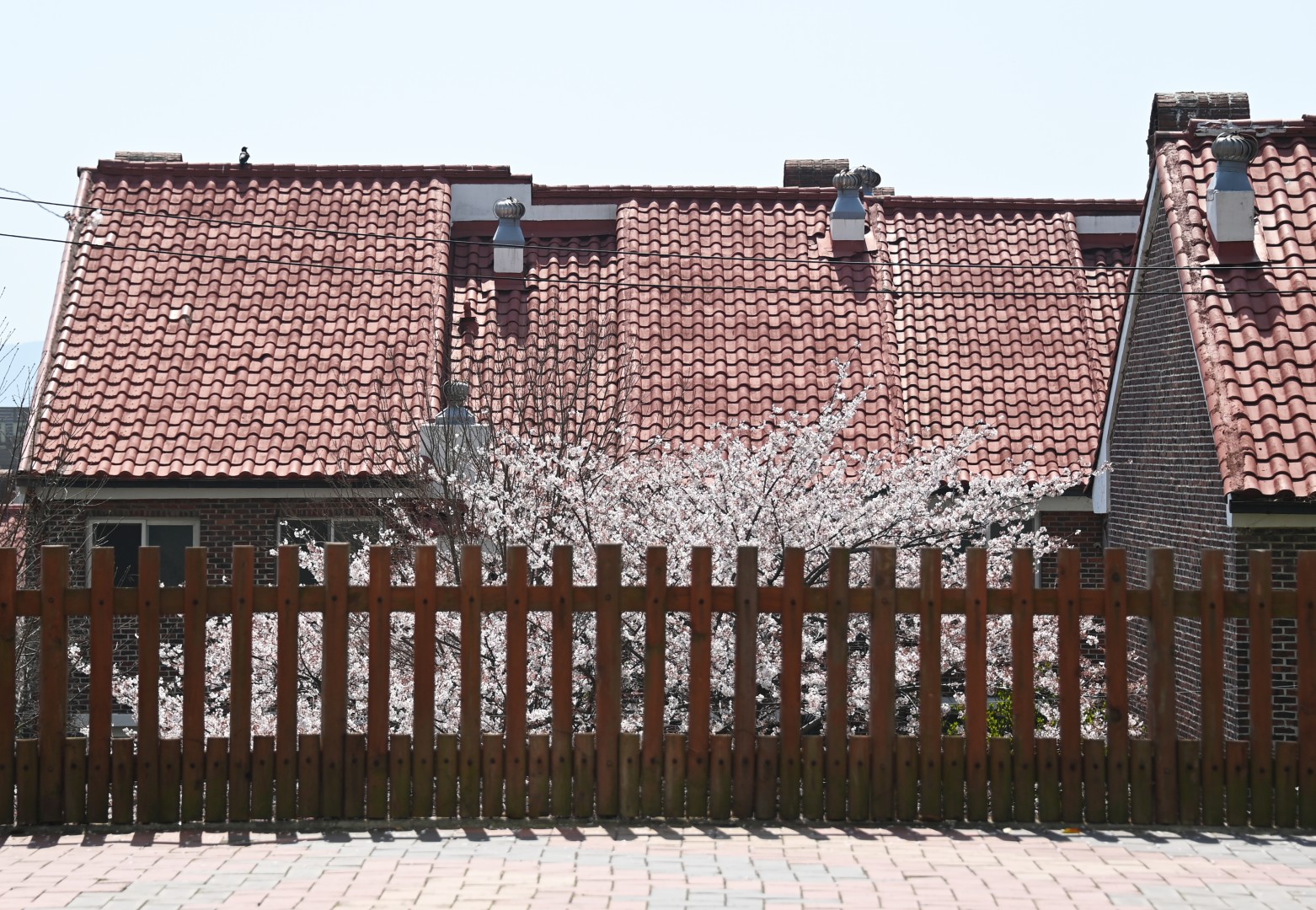 해운대 벚꽃 2