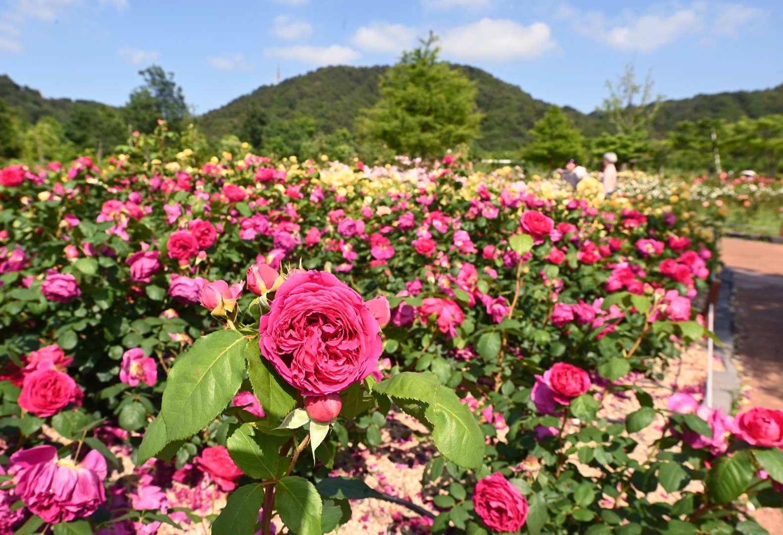해운대수목원 장미원 스케치 5