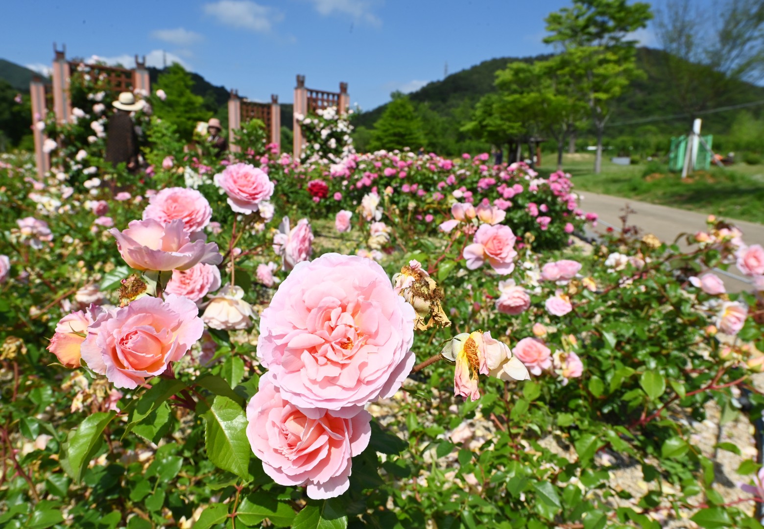 해운대수목원 장미원 스케치 28