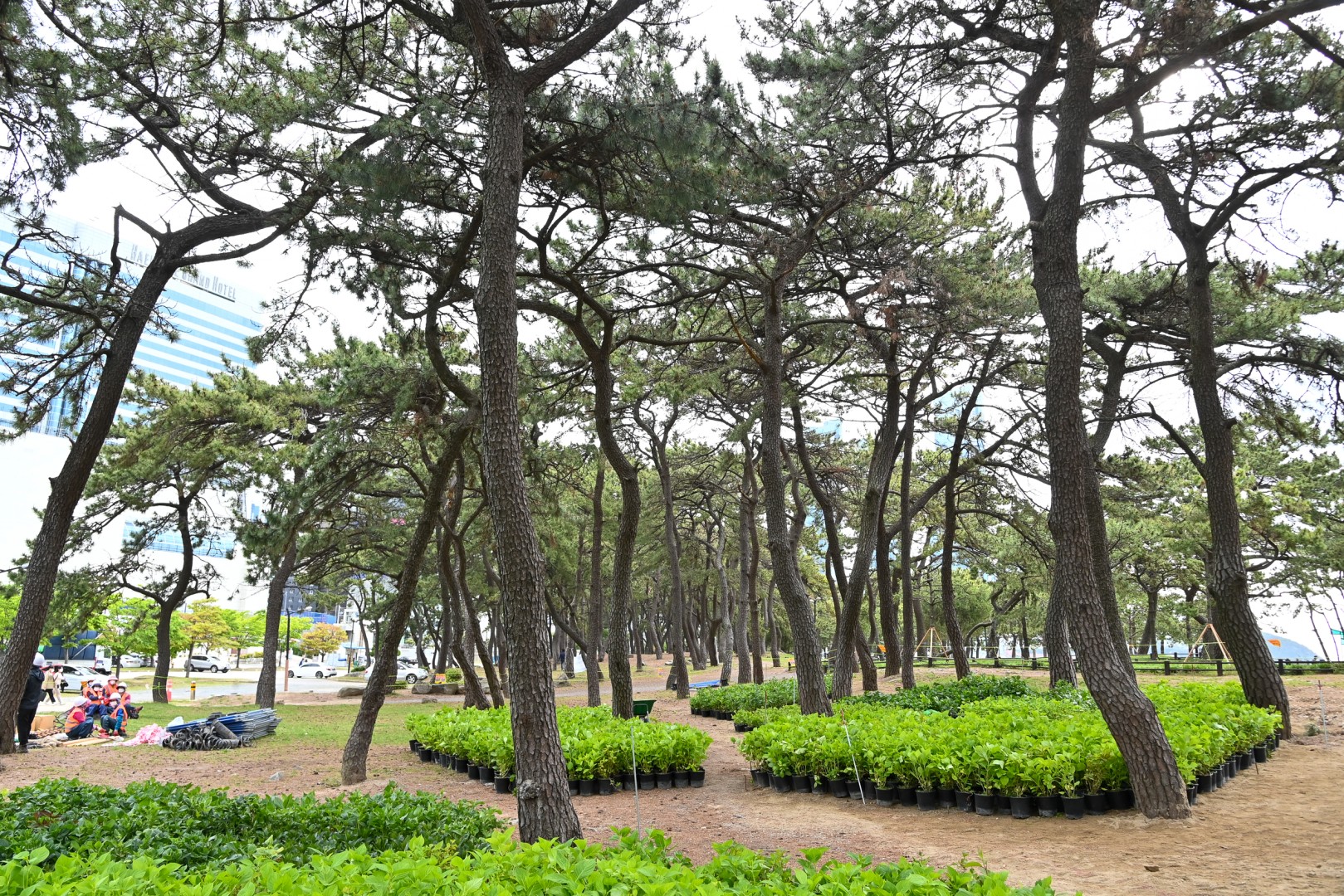 수국 군락지 조성공사 10