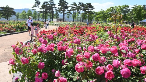 해운대수목원 장미원 스케치