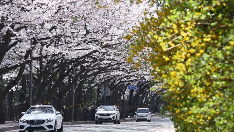 250408-벚꽃 스케치(달맞이, 대우마리나)