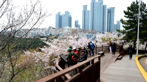 04 달맞이길 벚꽃