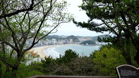 04 달맞이길 벚꽃
