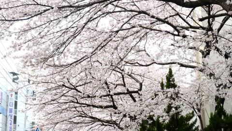 해운대 벚꽃