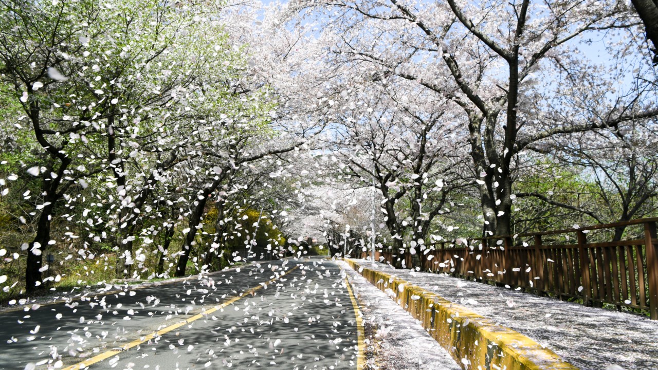 170407-달맞이길 벚꽃