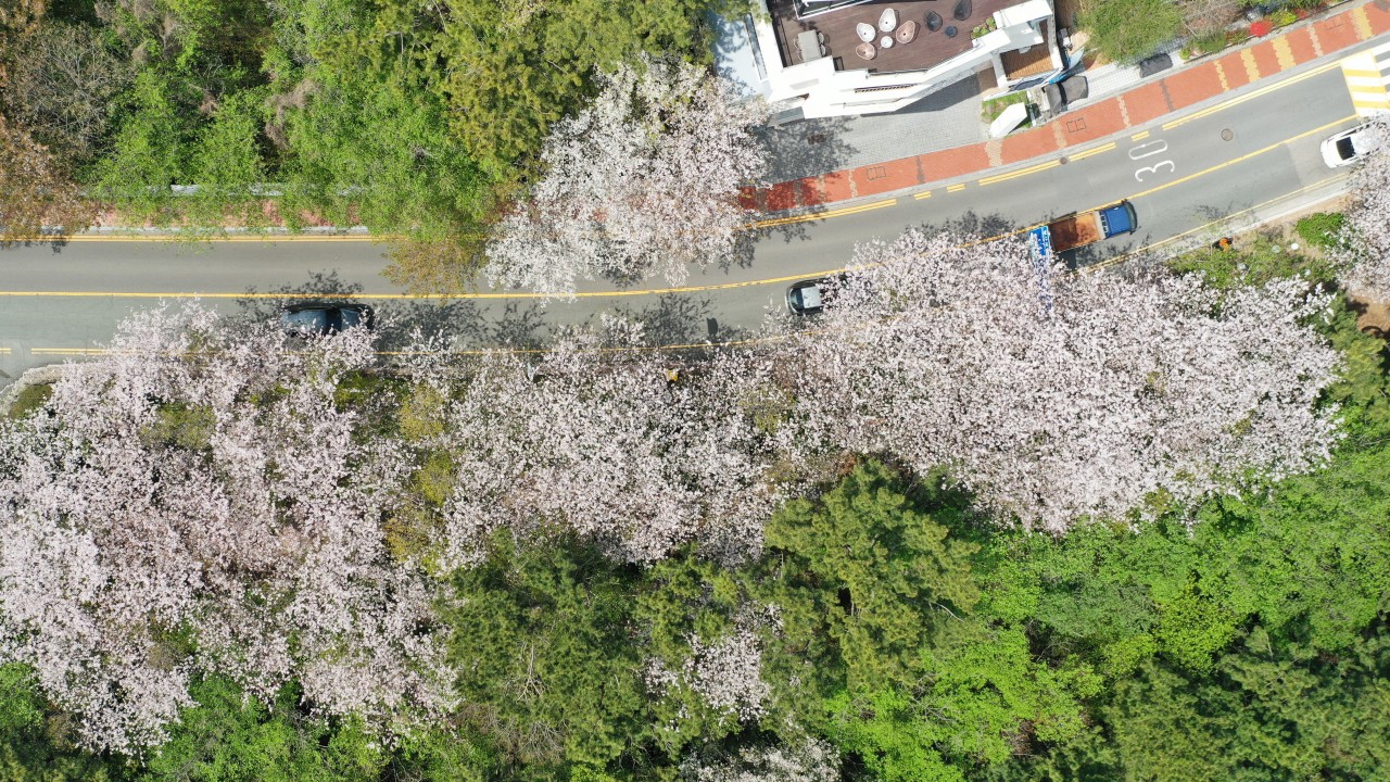 240405-달맞이길 벚꽃