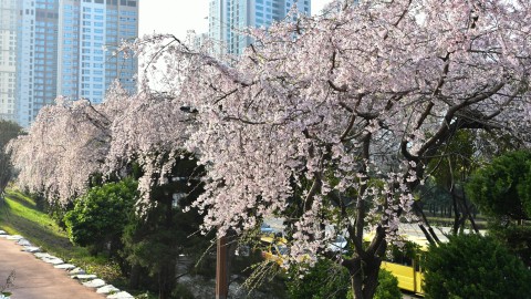 190327-해운대 벚꽃