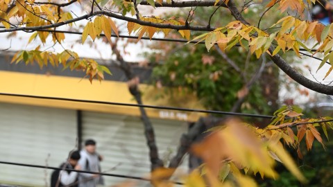 반송2동 단풍