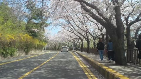달맞이 벚꽃(2019.04)