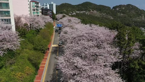 벛꽃 촬영(드론) 3(2023.03)