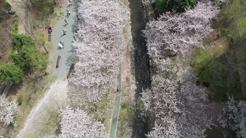 벛꽃 촬영(드론) 2(2023.03)