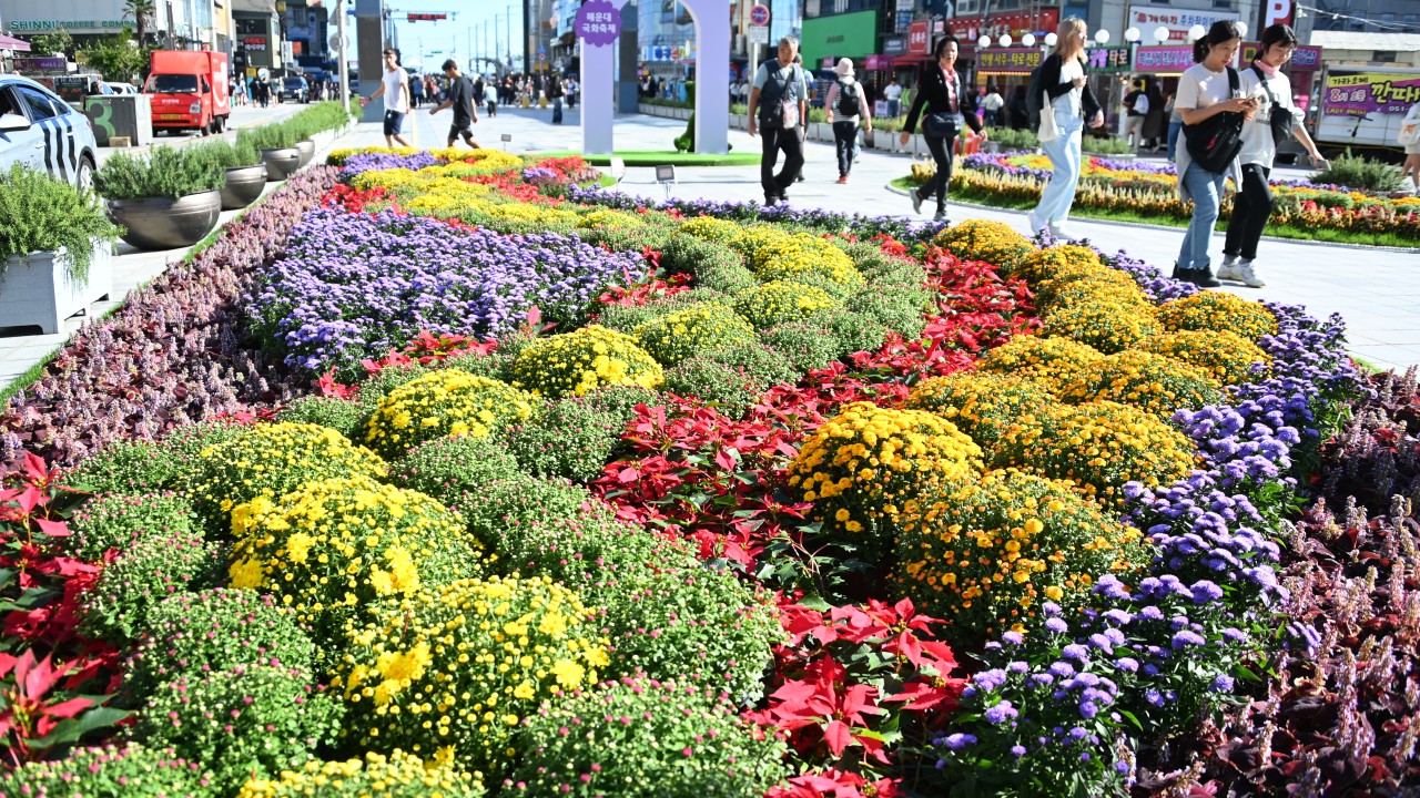 241004-해운대 국화축제