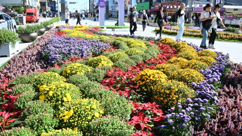 241004-해운대 국화축제