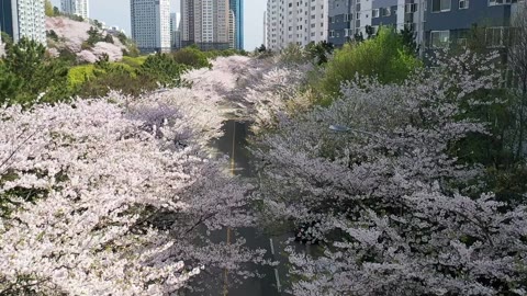 벛꽃 촬영(드론) 1(2023.03)