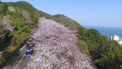 달맞이고개(2019.04)