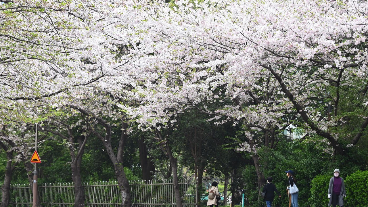 240408-대우마리나 벚꽃