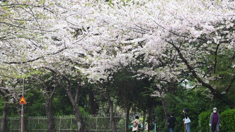 240408-대우마리나 벚꽃